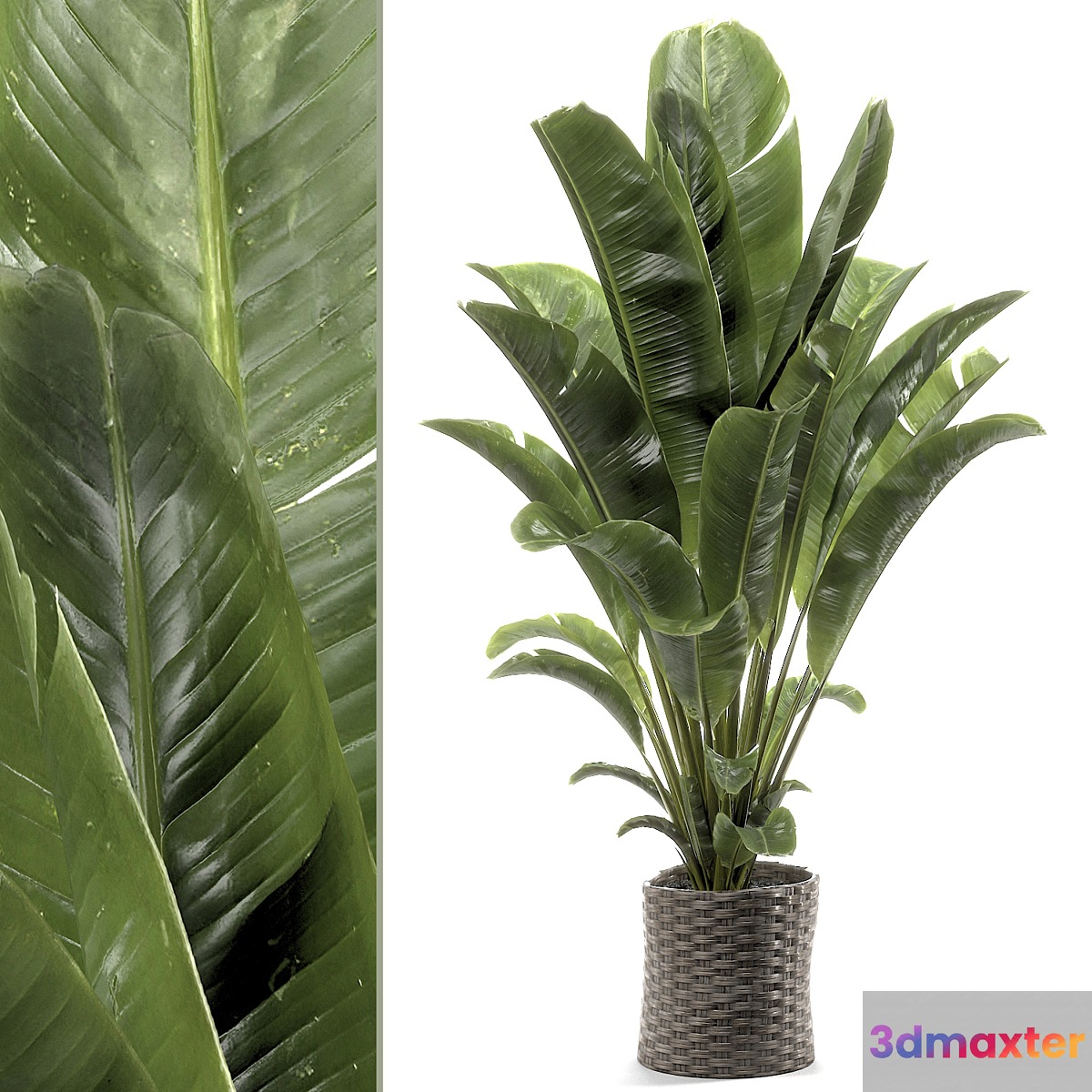 banana plant 012 3D Max