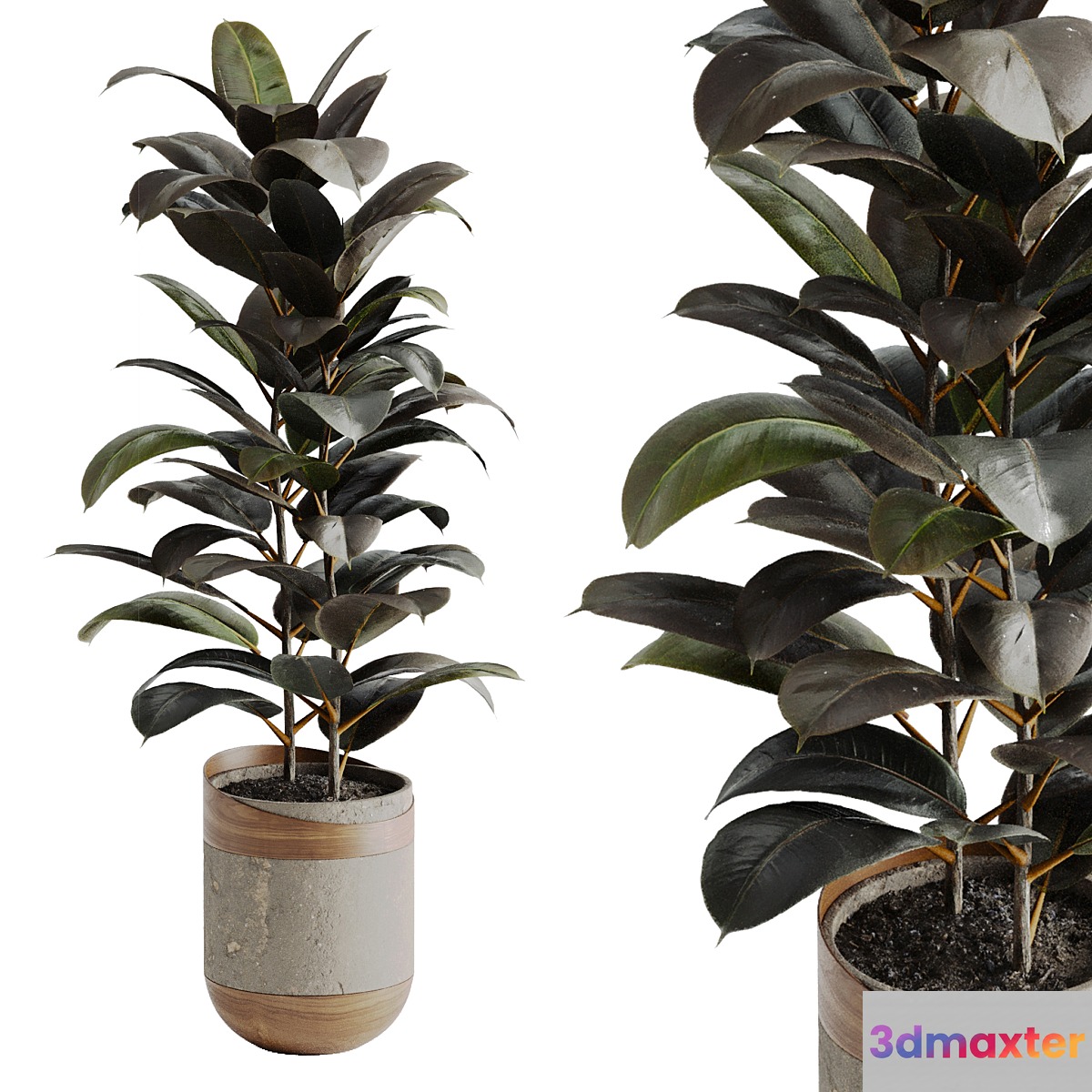 Ficus Elastica Black