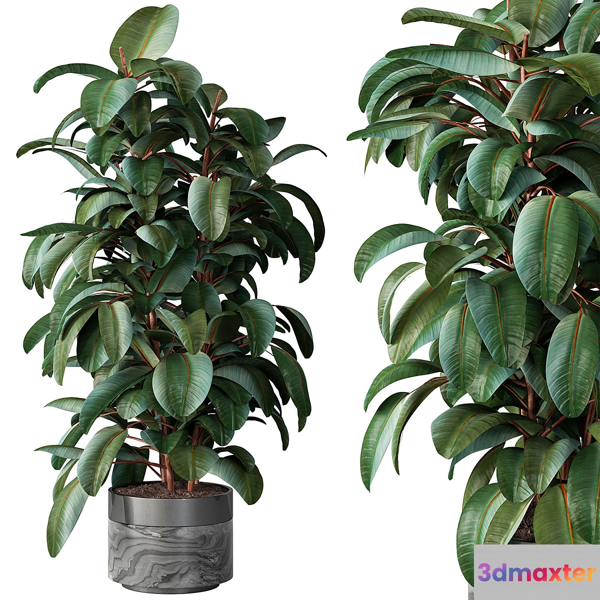 Indoor Plant 539 -Tree in Pot