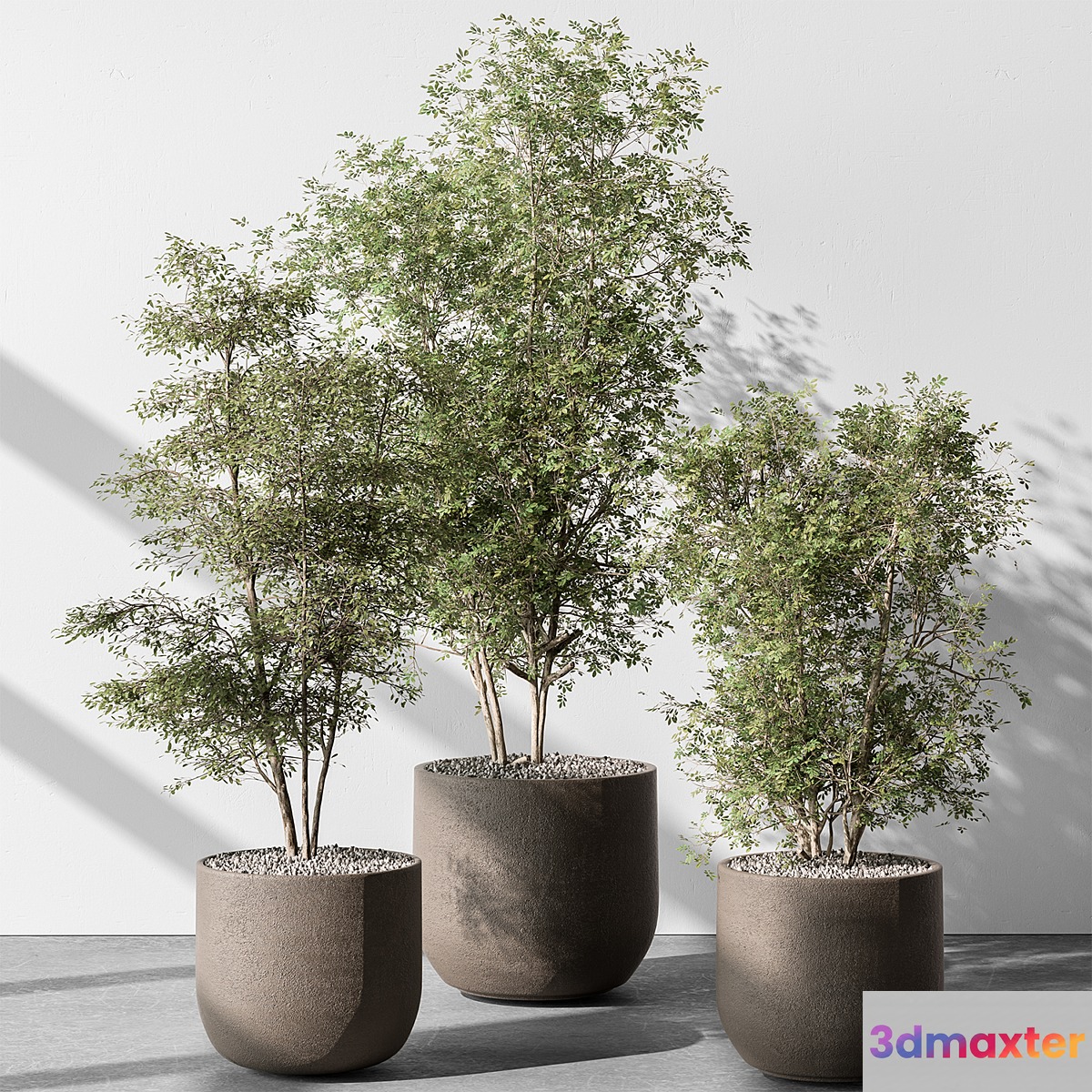 Indoor Plant 543 - Sapling Tree 3D Max