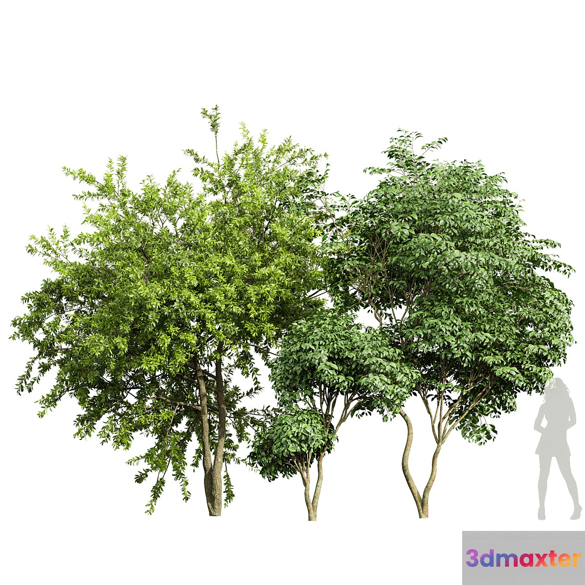 Japanese Cherry Leaf and Water gum-3 trees 3D Max