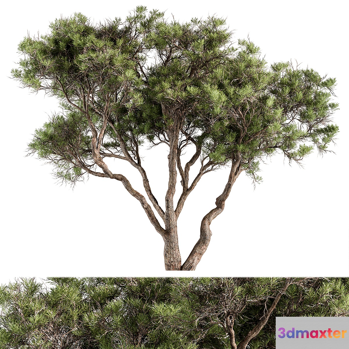 Stone Pine Tree Set 190 - No.2 3D Max