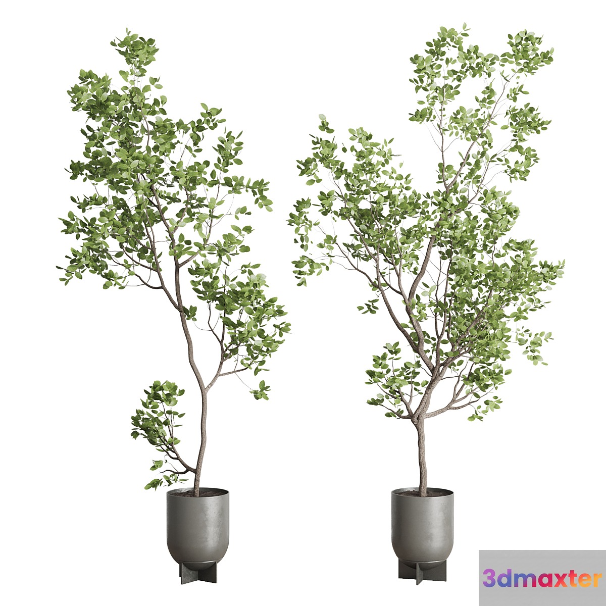 indoor plant set 397 pot tree in a concrete dirt vase