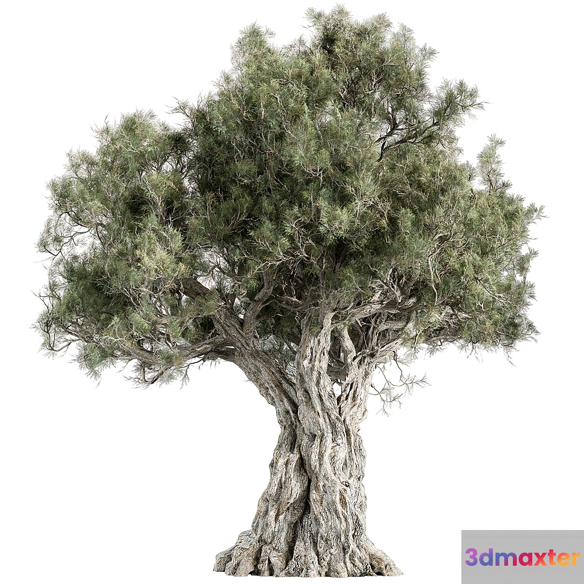 Mountain Olive Tree - Set 197 3D Max