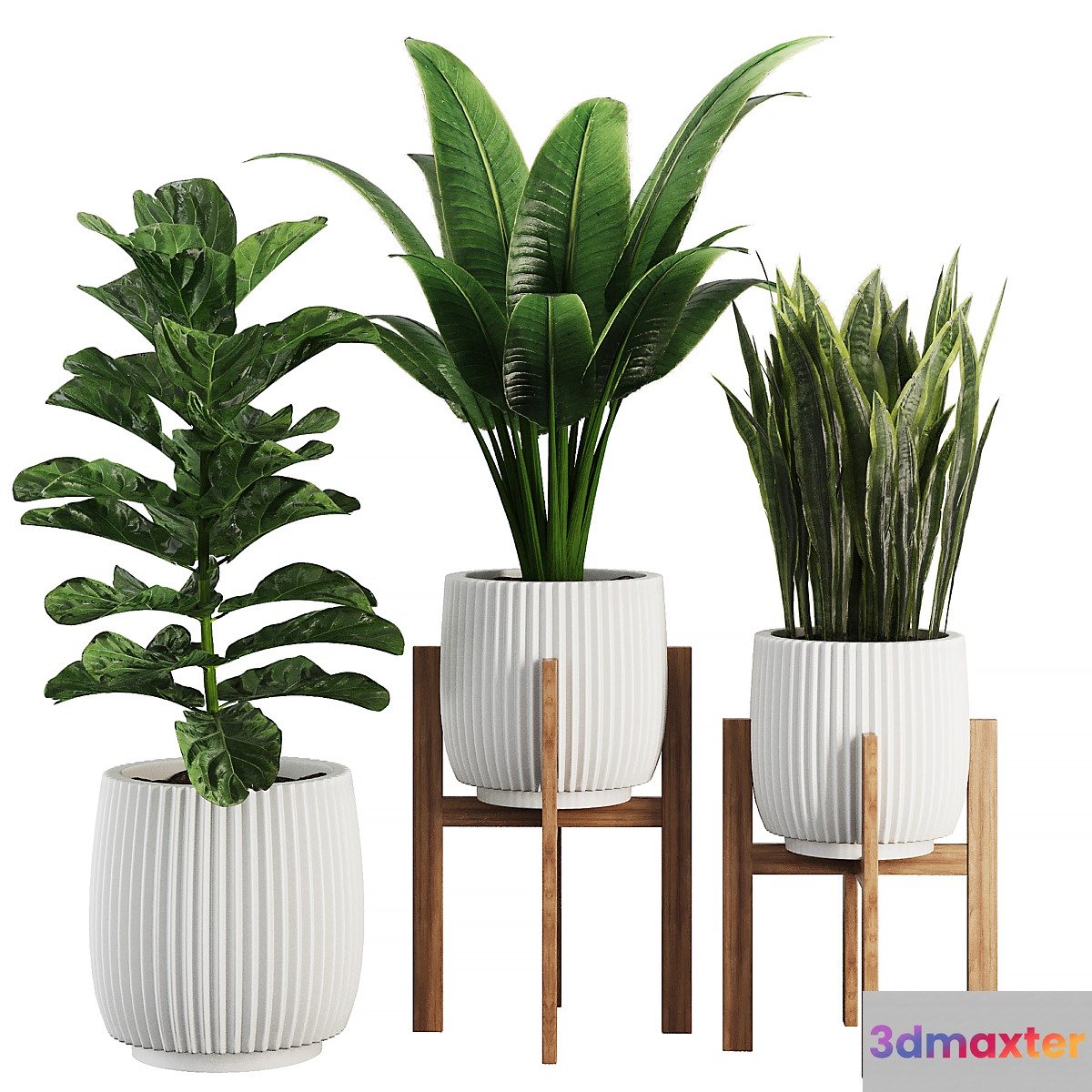 Indoor Plant SetV30 - Sansevieria Banana Ficus 3D Max