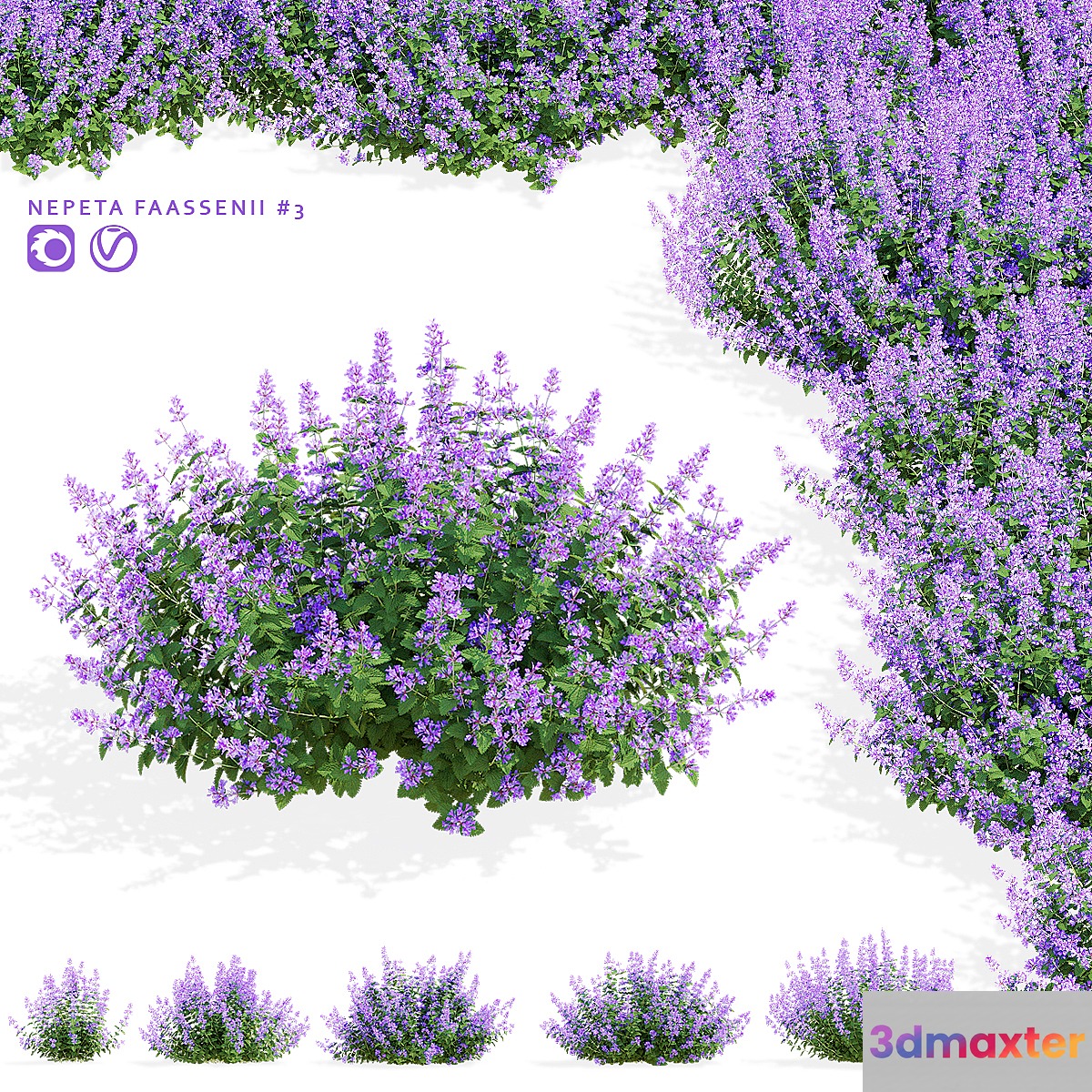 Catnip Fassen flowers | Nepeta fassenii #3 3D Max