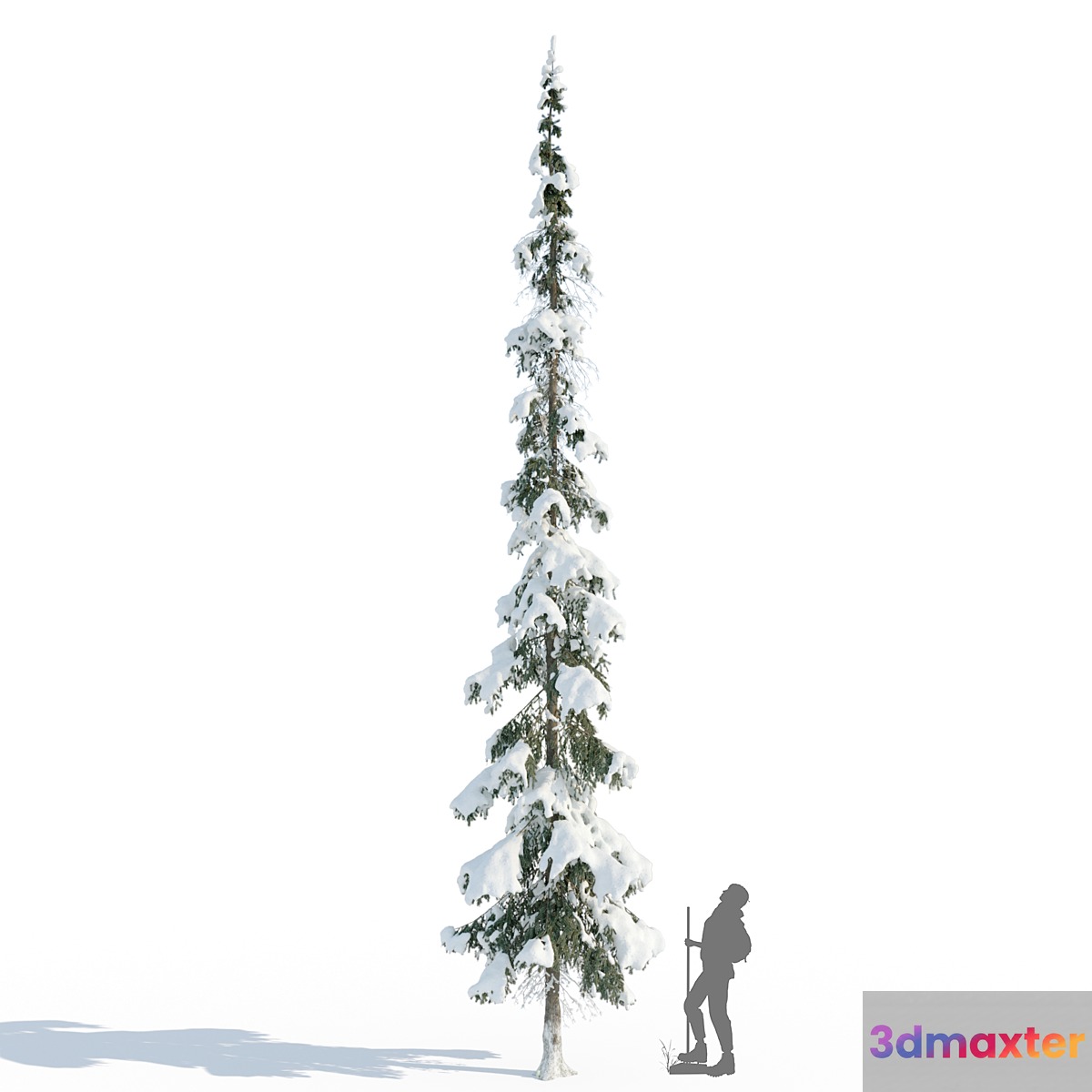 Winter taiga spruce_11m (Spruce). 3D Max
