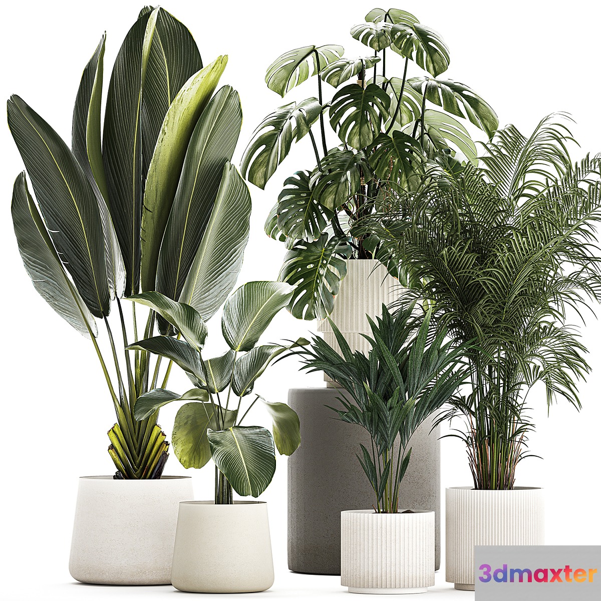 Beautiful plants in pots and flowerpots palm Howea monstera Ravenala Strelitzia Calathea. set of plants 1320