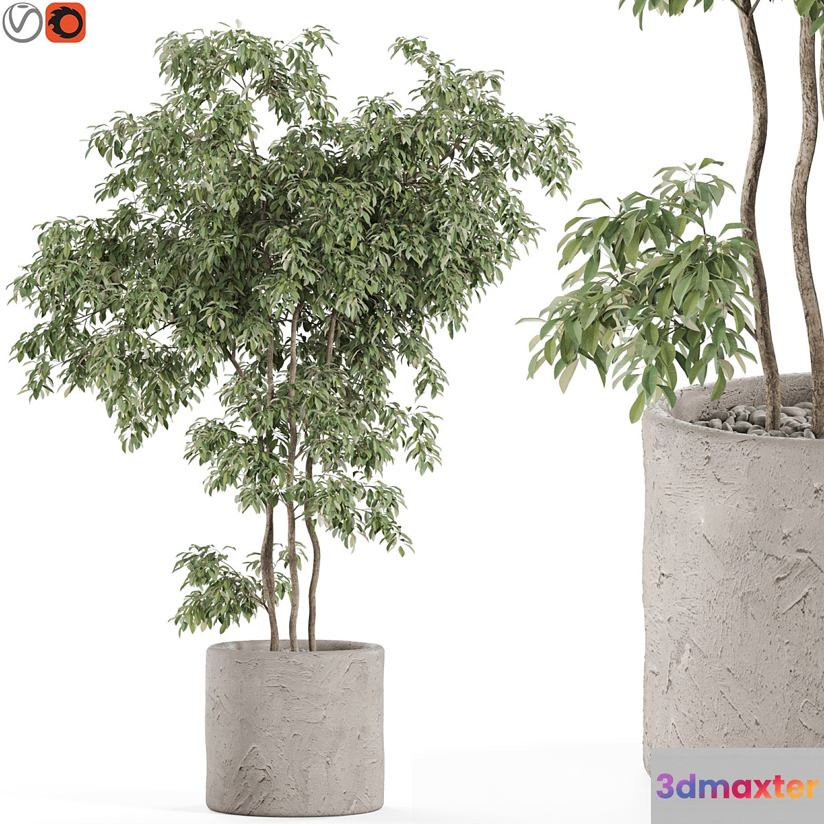 Plants collection 964 - No.2