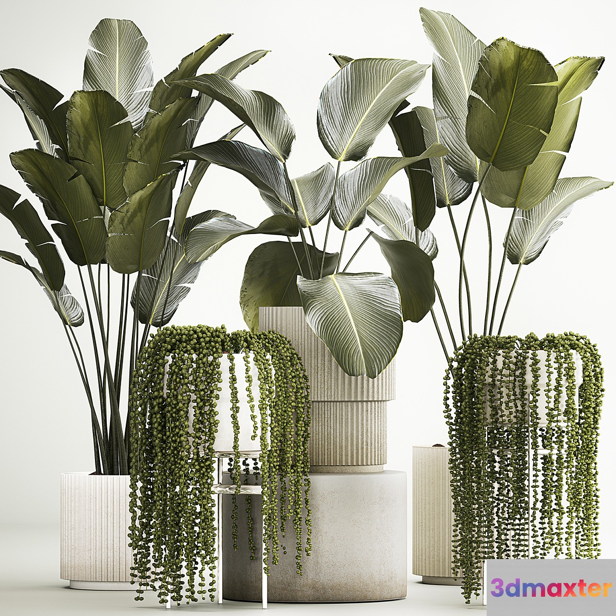 Hanging plants Succulents Rowley and Calathea lutea Strelitzia in pots. Set of plants 1322