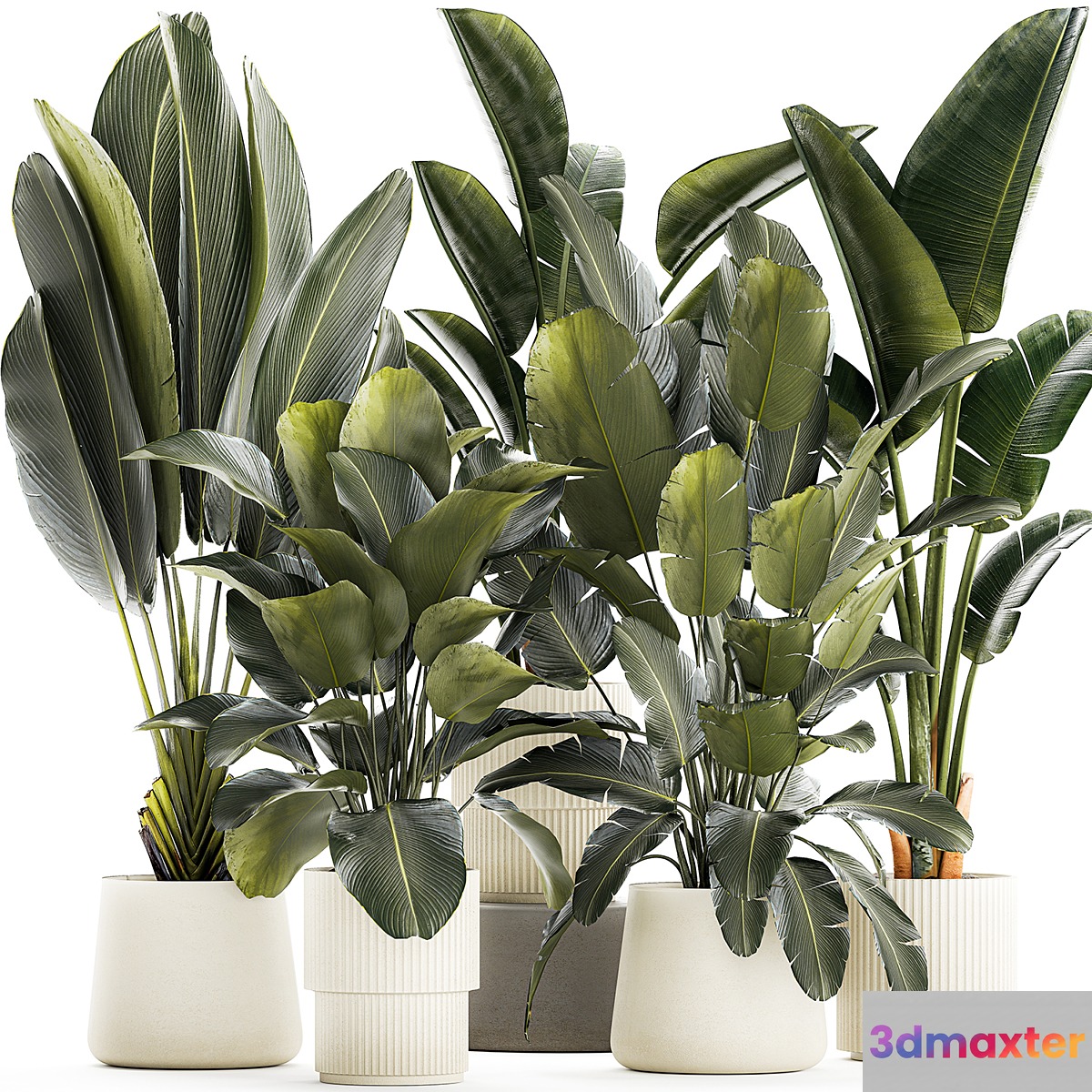 A set of exotic bushes of plants in a flower pot Ravenala Strelittia Banana palm. Collection 1327