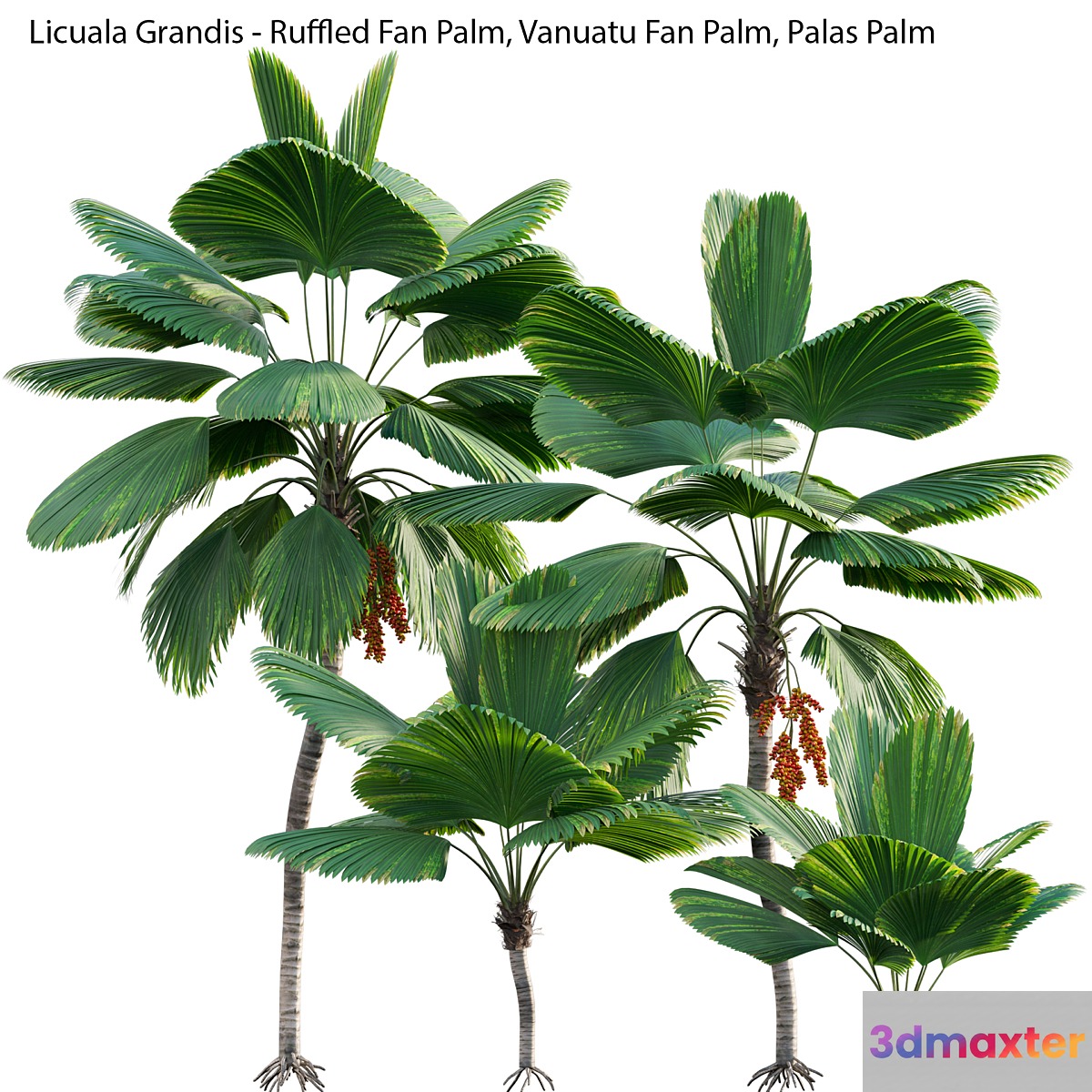 Licuala Grandis - Ruffled Fan Palm