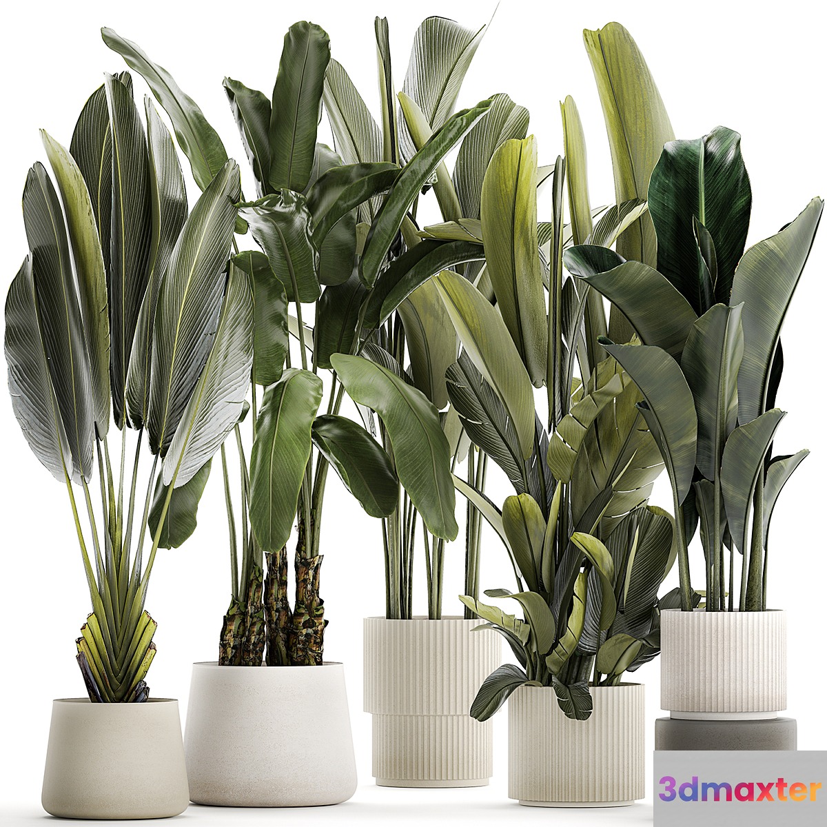 A set of exotic bushes of plants in a flower pot Ravenala Strelittia Banana palm. Collection 1330 3D Max