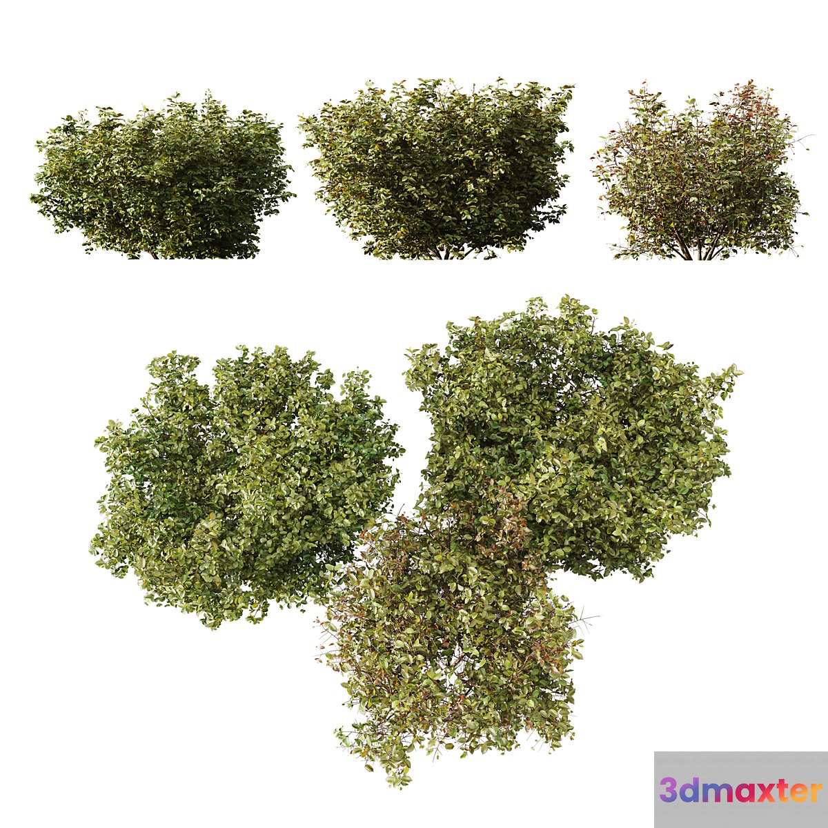 HQ Plants Cornus sanguinea 3D Max