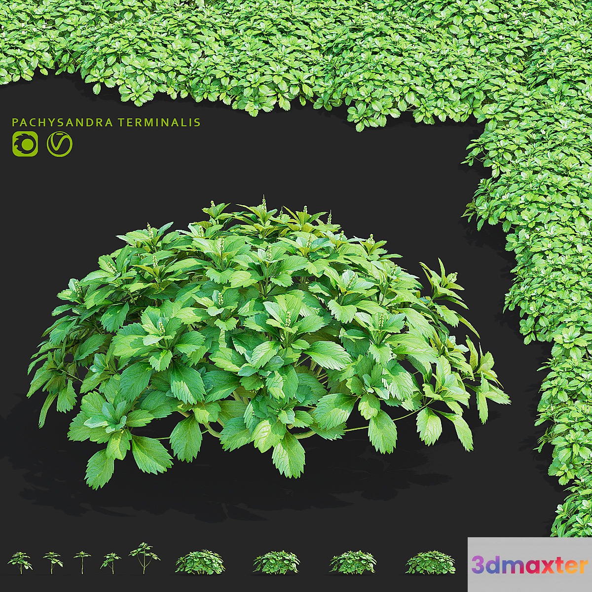 Pachysandra apical bushes | Pachysandra terminalis 3D Max