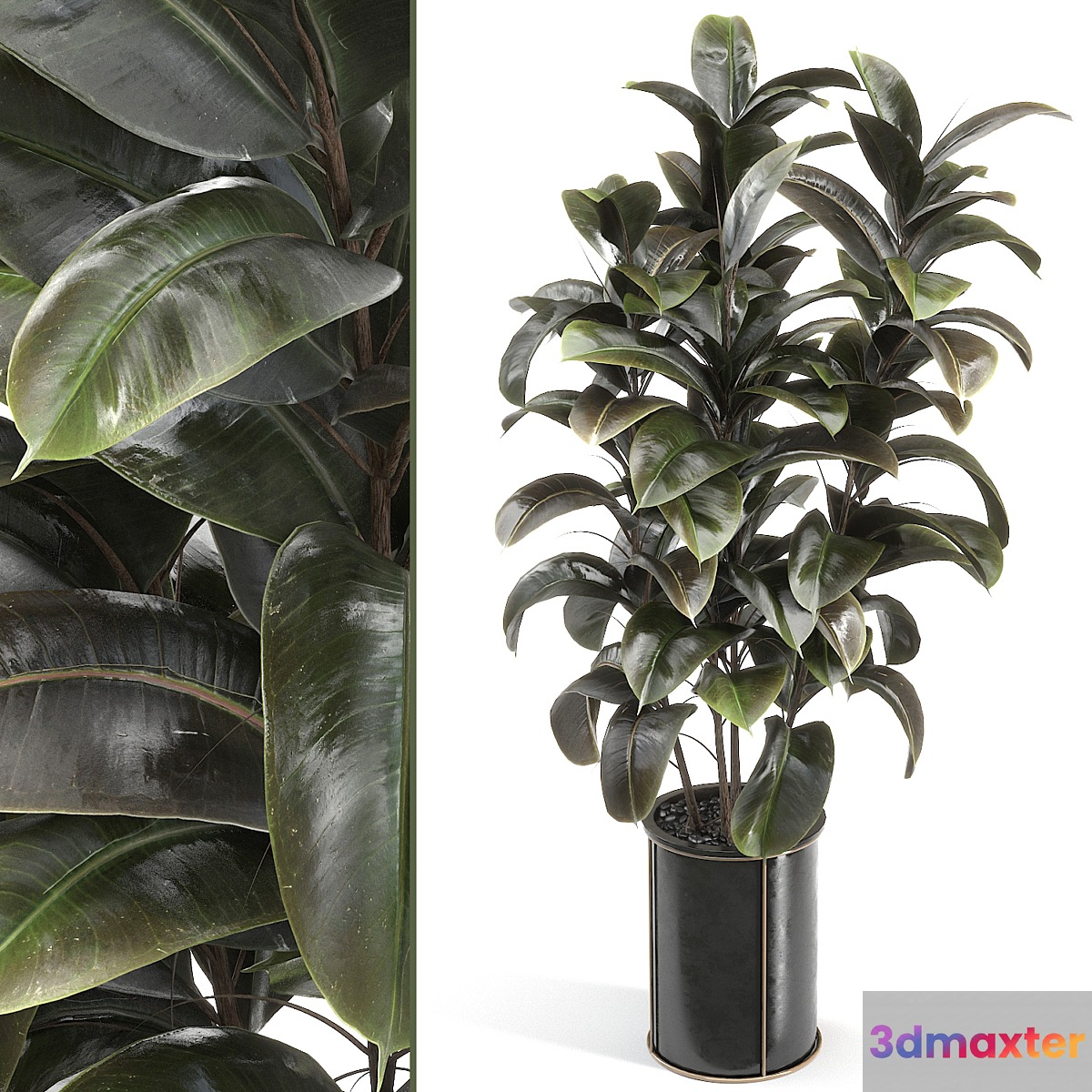 rubber tree 019 - No.2
