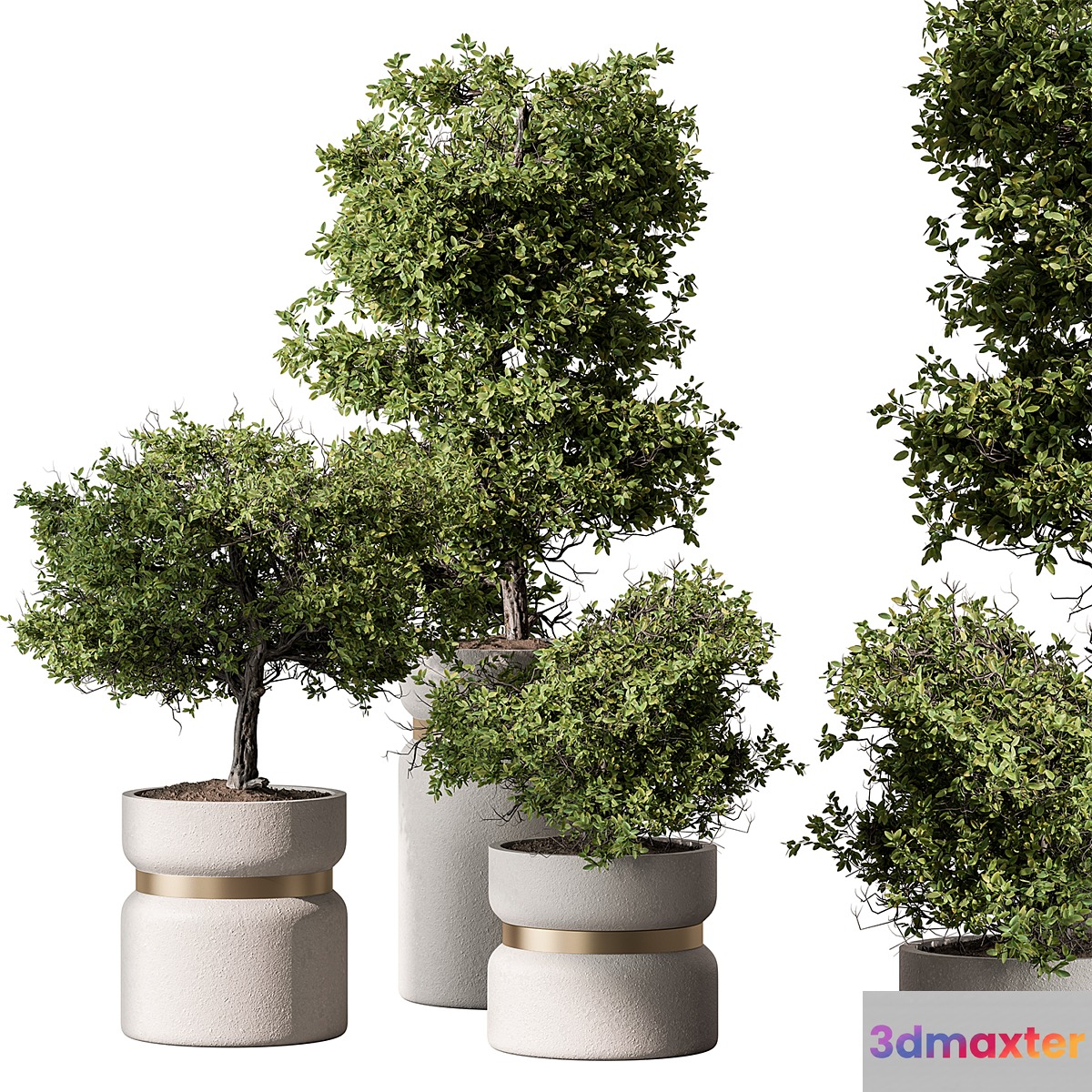 Indoor Plant 566 -Tree in Pot 3D Max