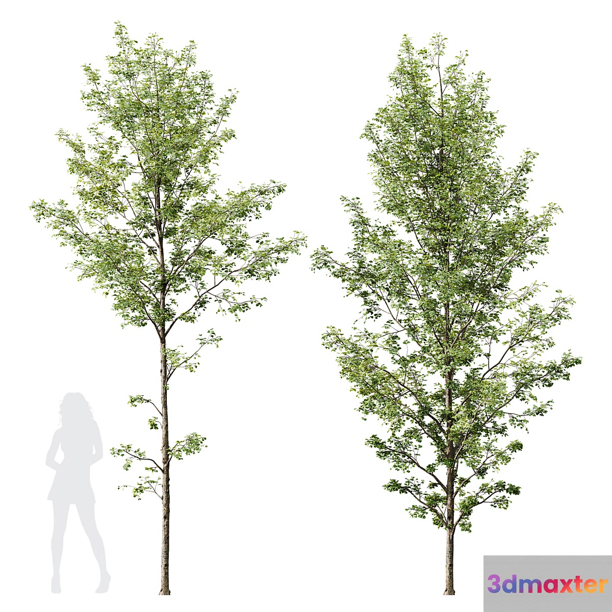 HQ Plants Alnus Glutinosa03 3D Max