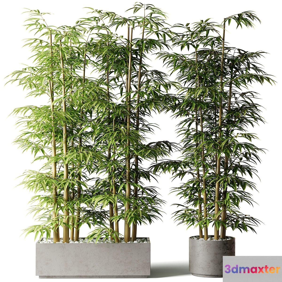 Bamboo in rectangular and round pots - No.2 3D Max