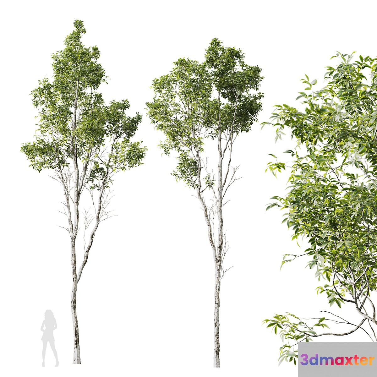 HQ Plants Castanea Sativa 3D Max