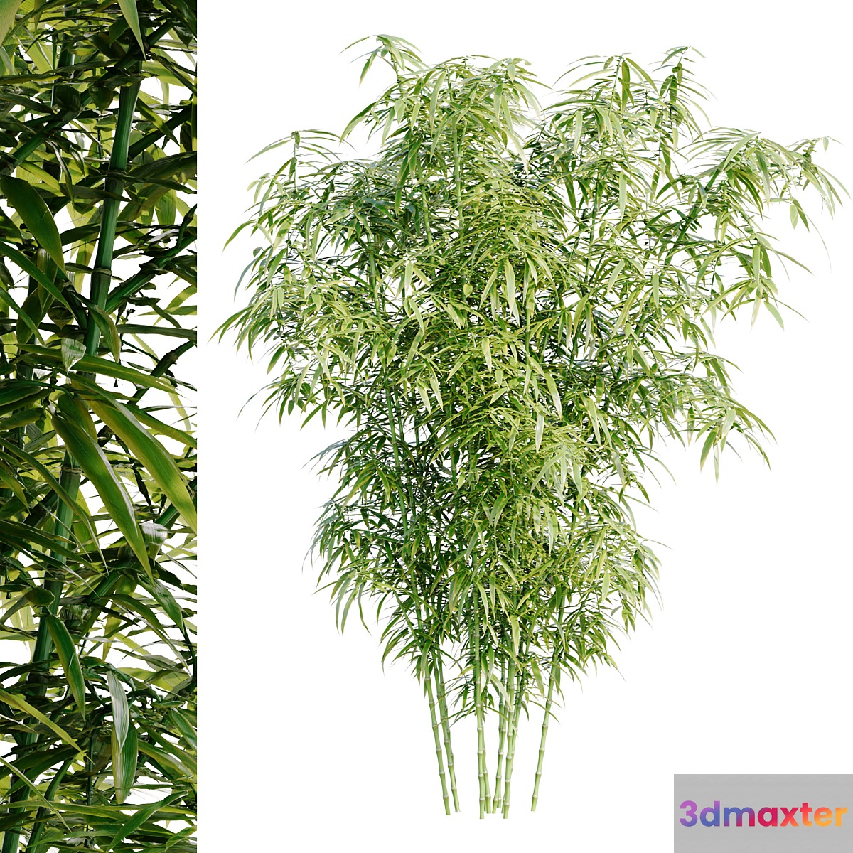 Bamboo Bush - No.2 3D Max