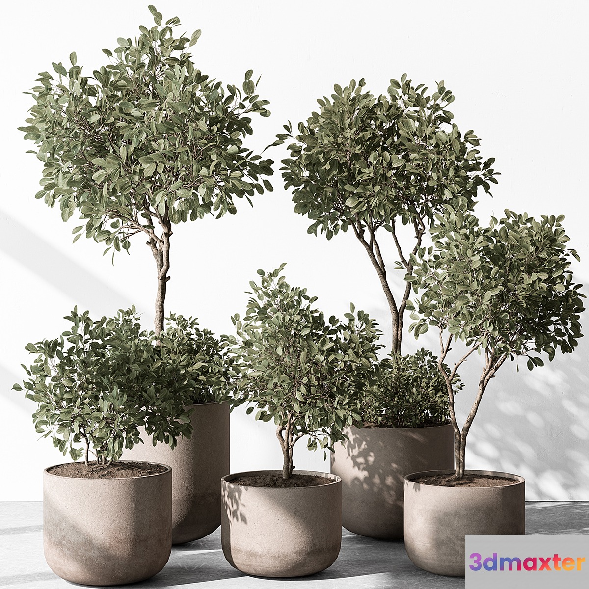 Indoor Plant 572 - European Olive 3D Max