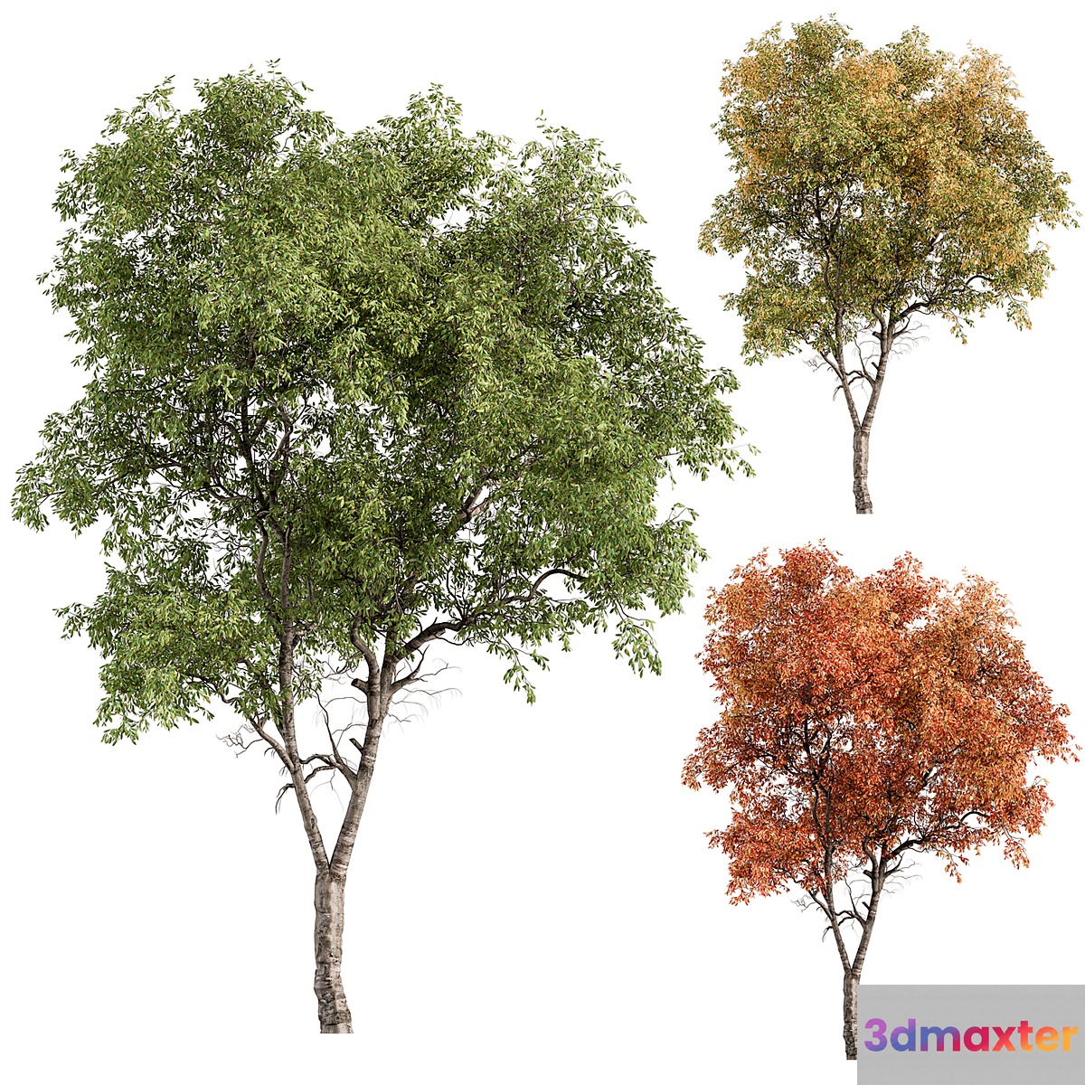 Broadleaf Tree - Tree Set 227 3D Max