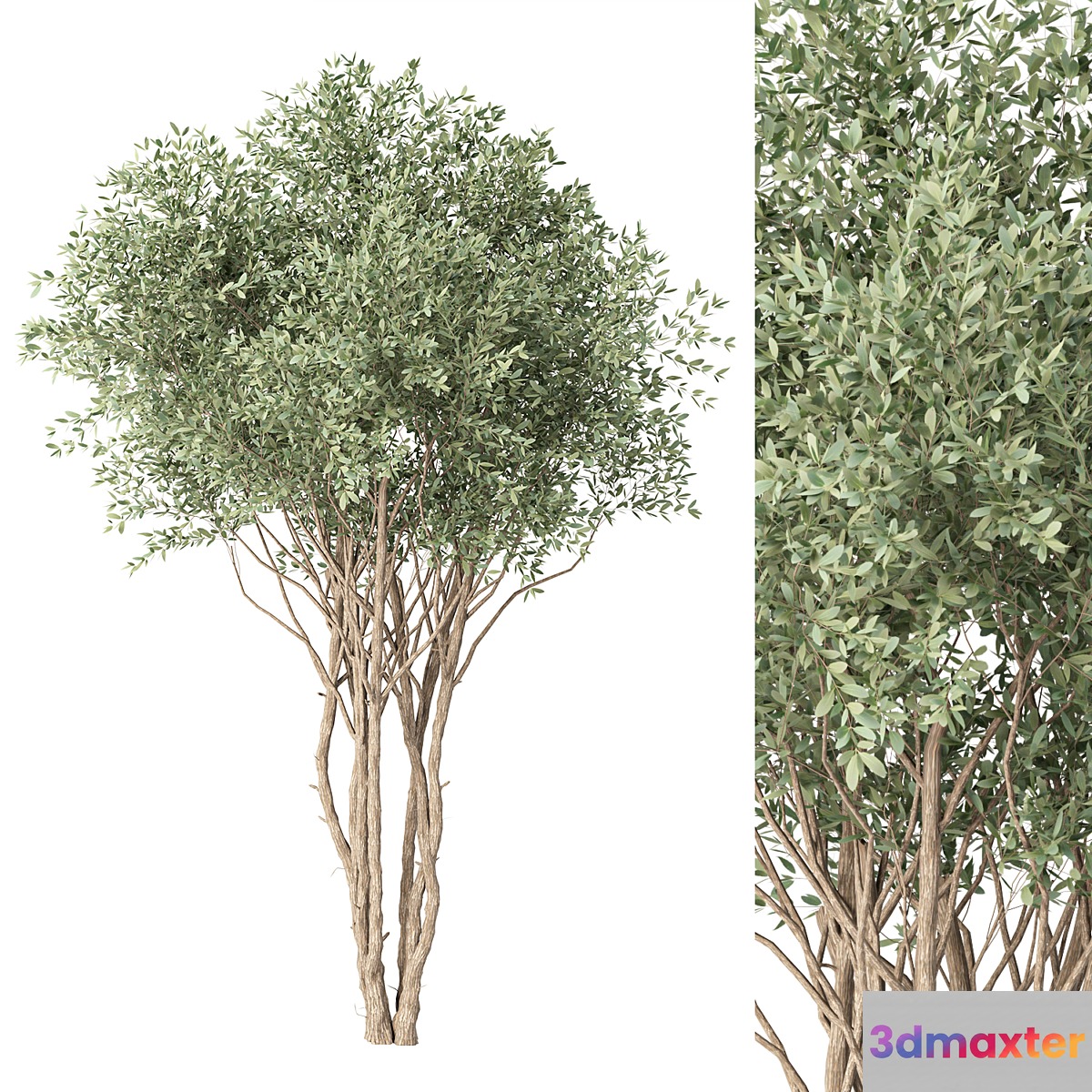 tree no. 38 3D Max