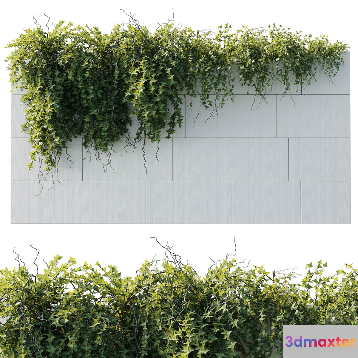 ivy hanging from the wall - outdoor plants set 173 - No.2 3D Max