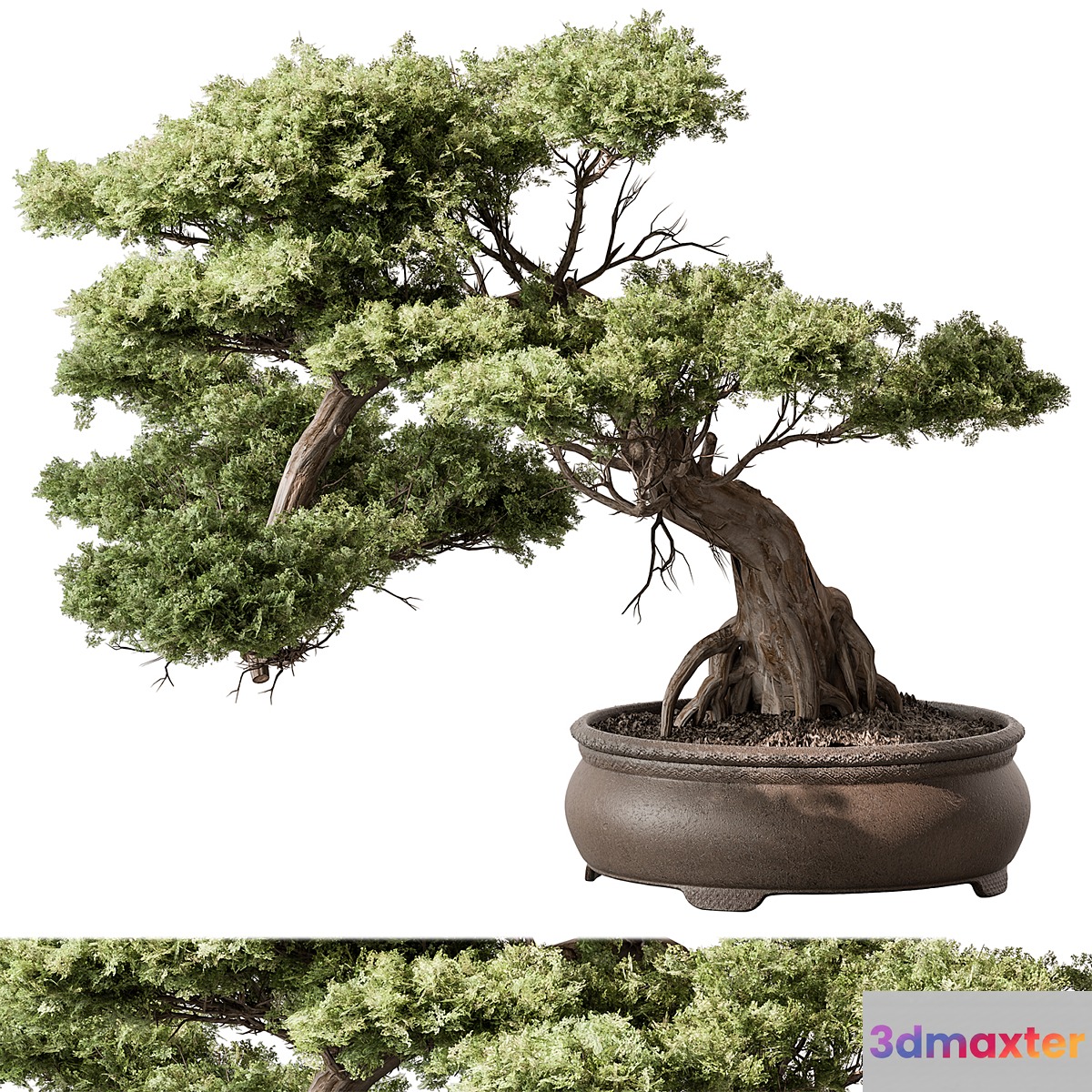indoor Plant 584 - Bonsai Plant 3D Max