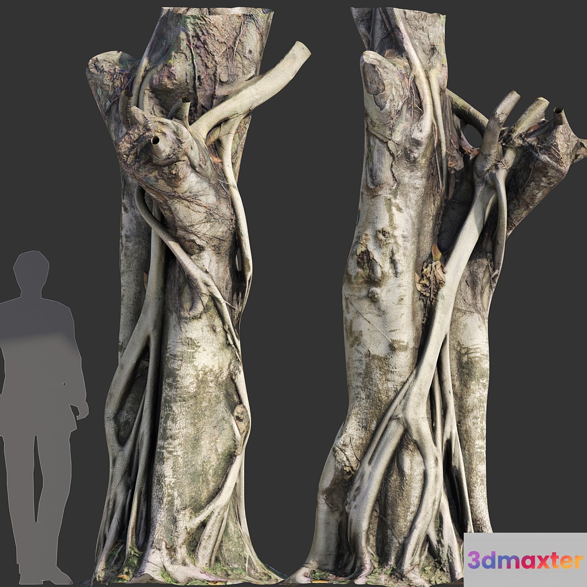 Ficus Tree Trunk 10 3D Max