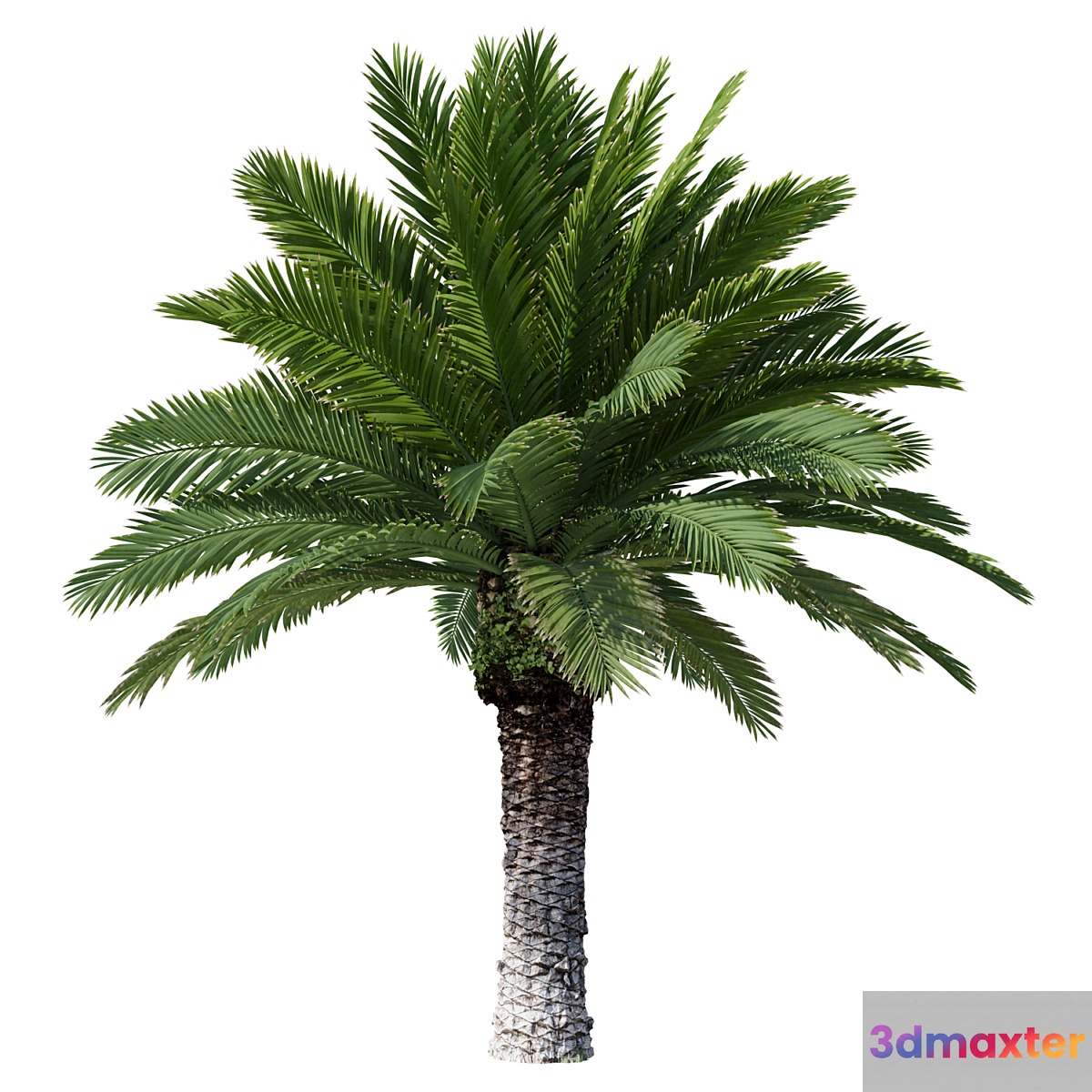 Canarian date Phoenix Canariensis V4 February+December 3D Max