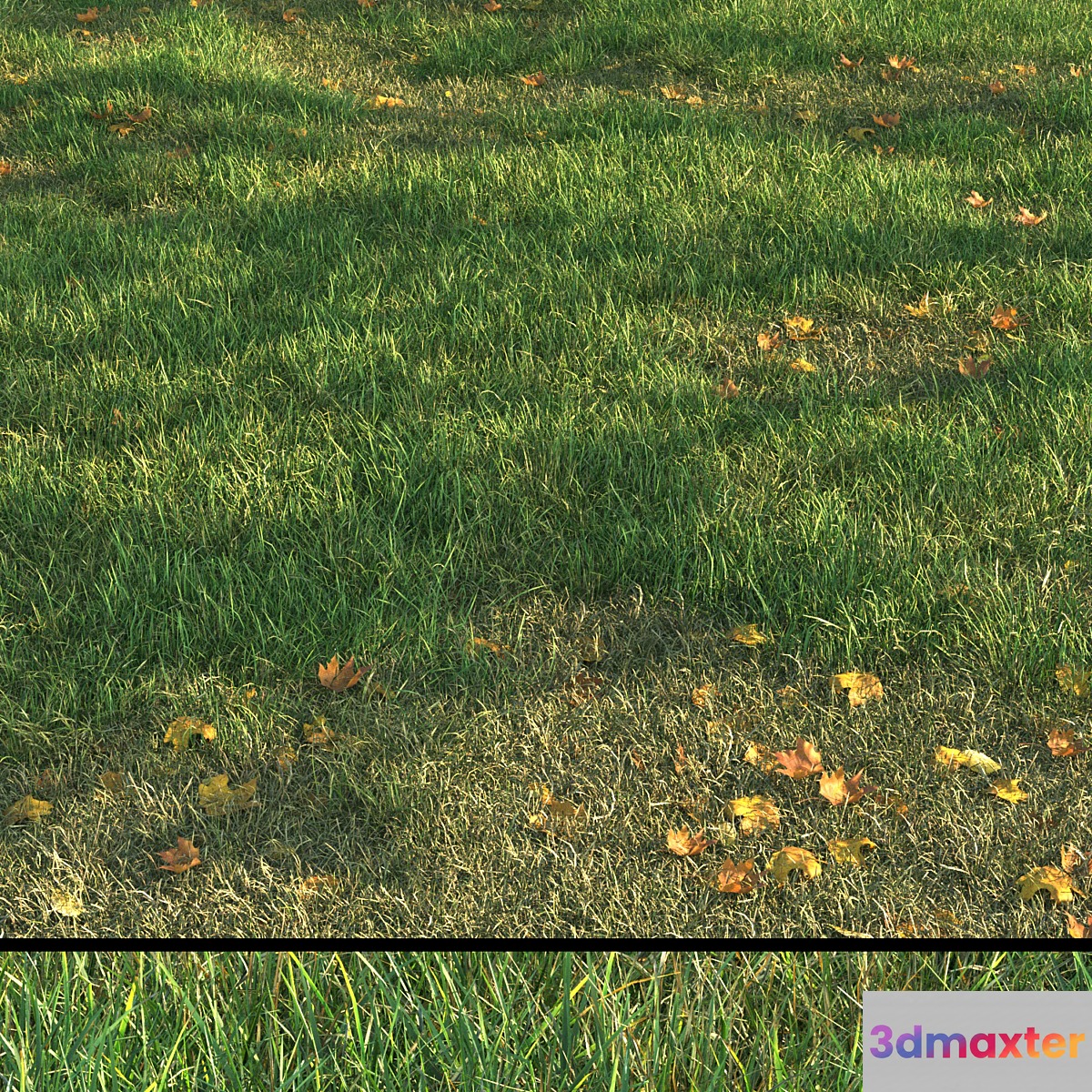 grass011