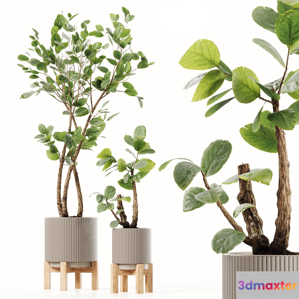 Plants 08 3D Max