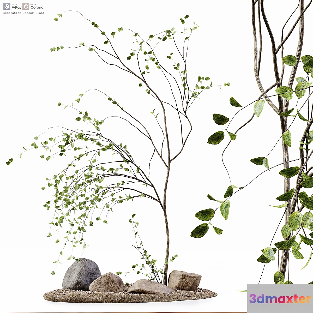 Decoration Indoor Plant 3D Max