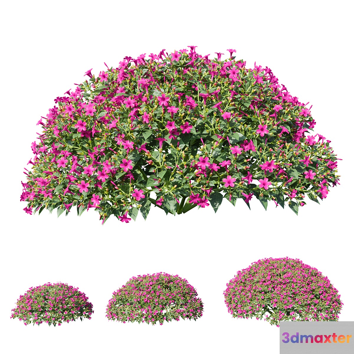 Mirabilis jalapa (Fuchsia) August (Corona)  Mirabilis jalapa 3D Max