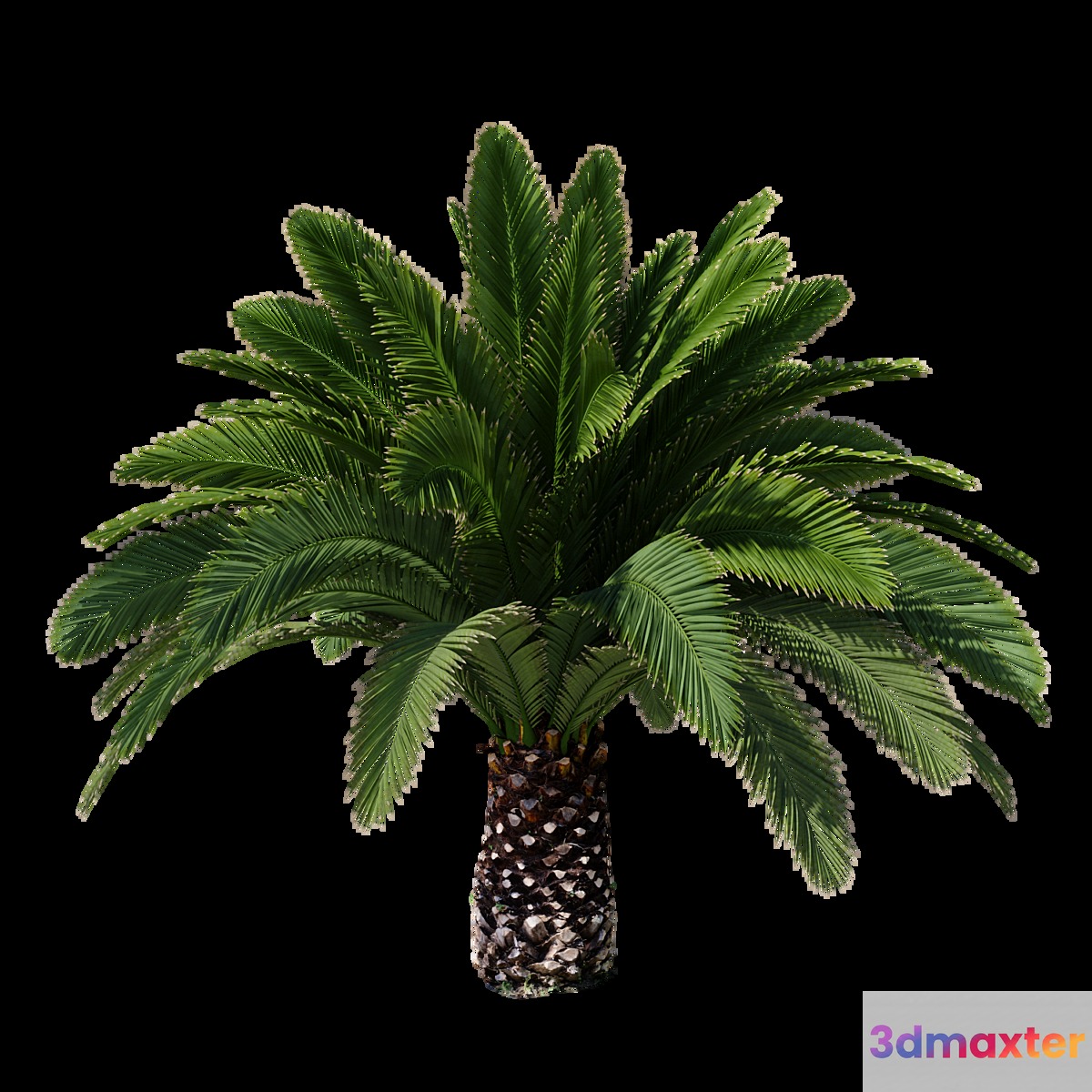 Canarian date Phoenix Canariensis V5 February+December 3D Max