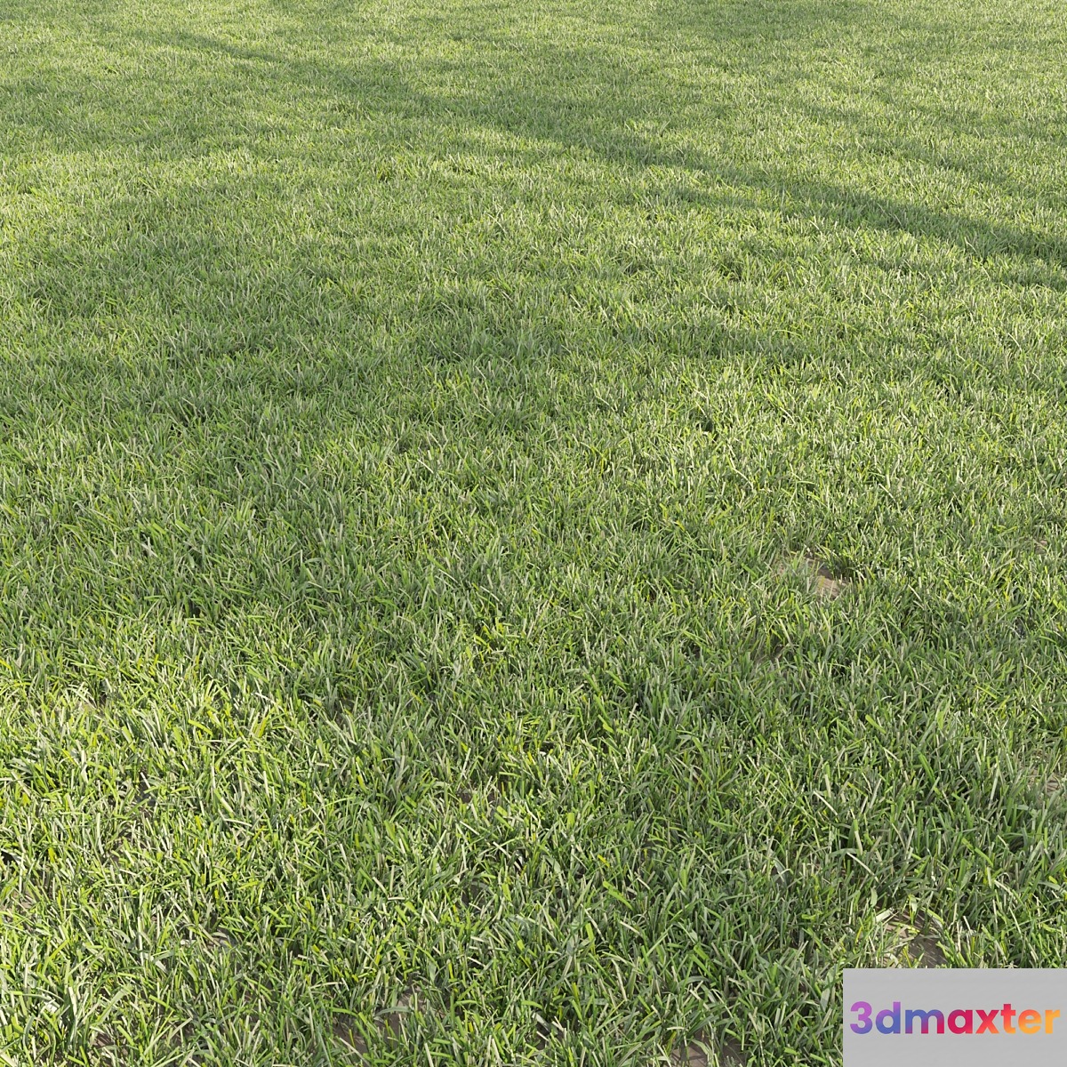 Lawn cut grass 3D Max