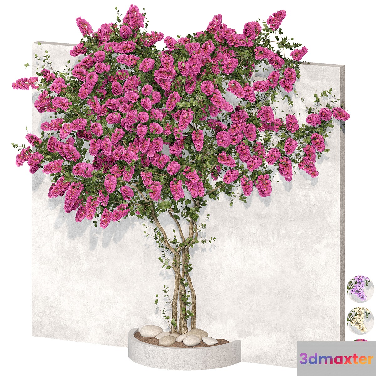 Bougainvillea plant 02 3D Max