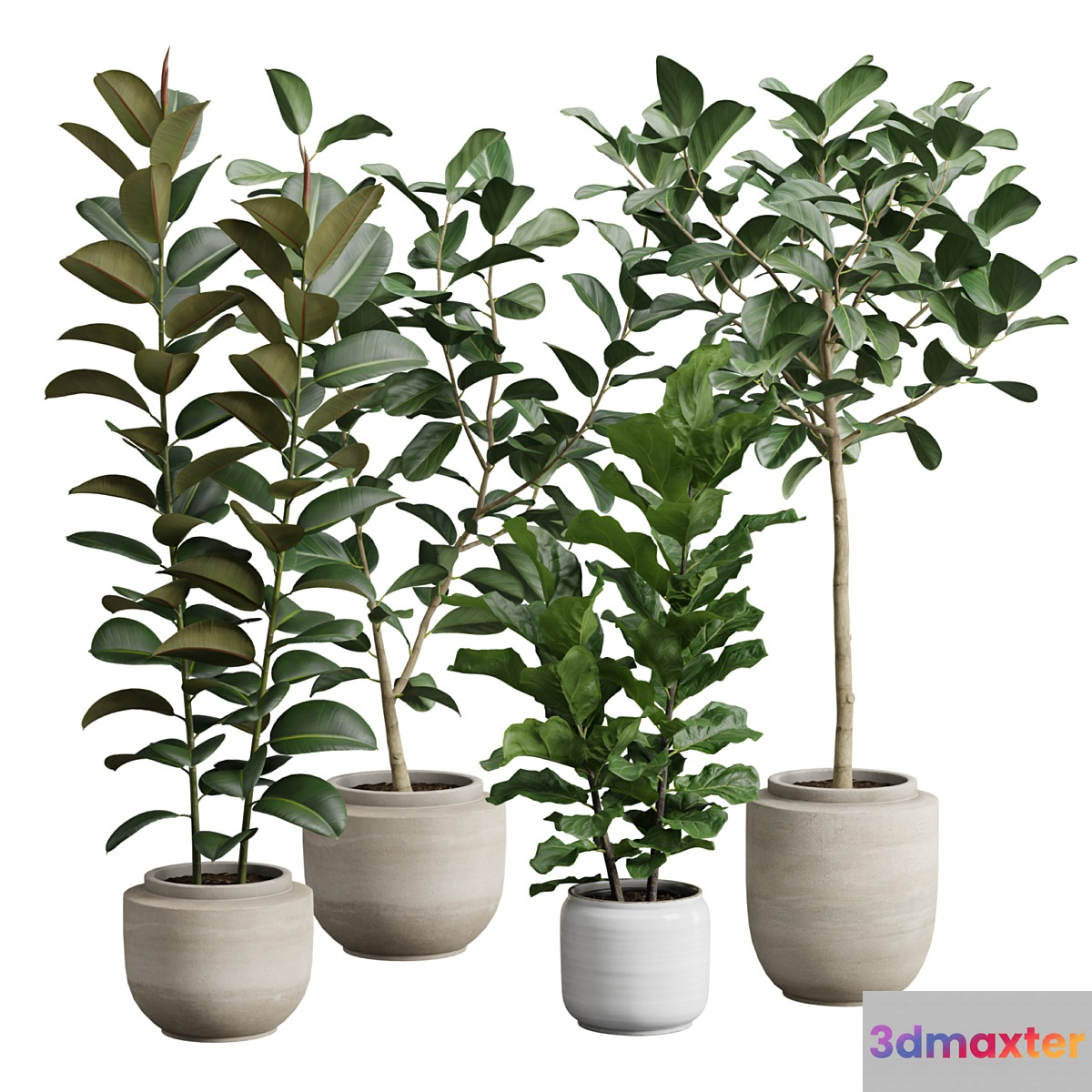 Ficus Pack 3D Max