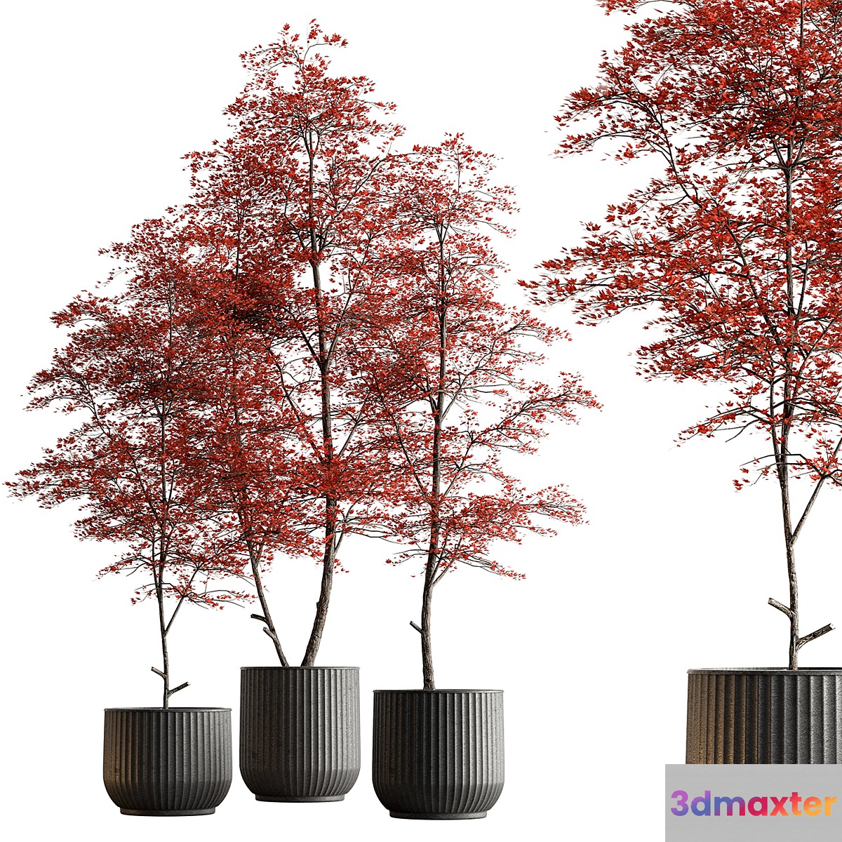Indoor Plant 591 -Tree in Pot 3D Max