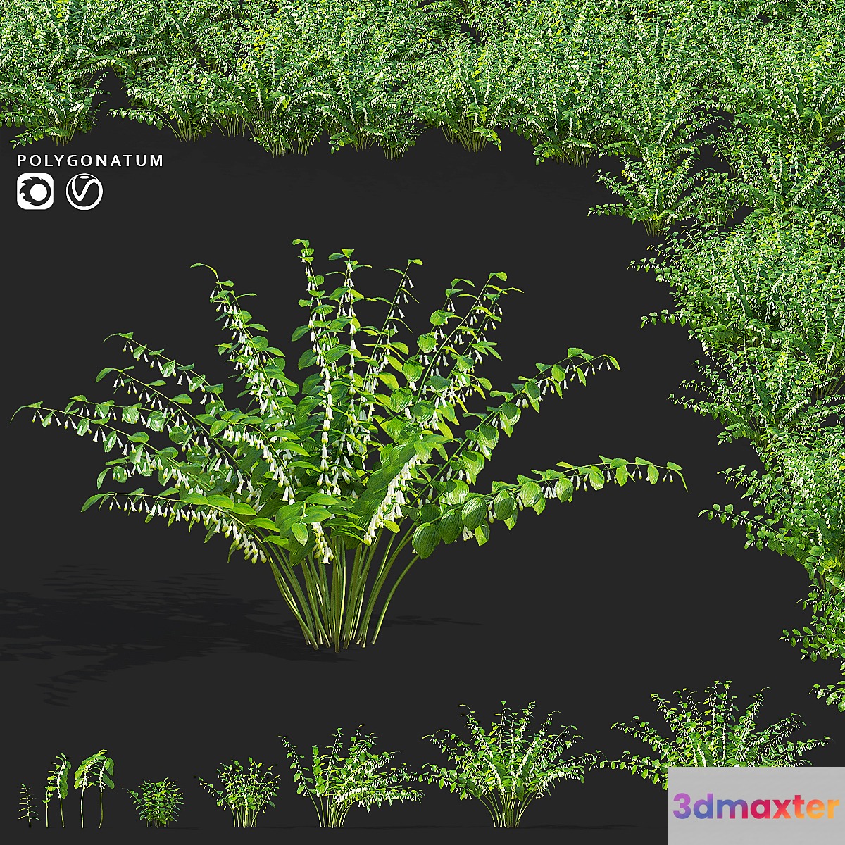 Kupena flowers | Polygonatum 3D Max