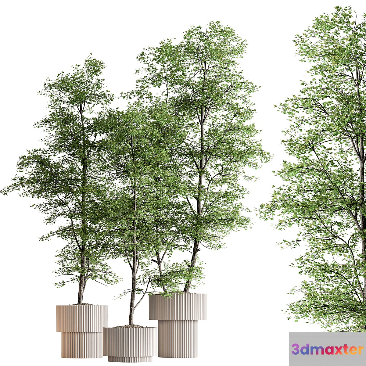 Indoor Plant 592 -Tree in Pot 3D Max