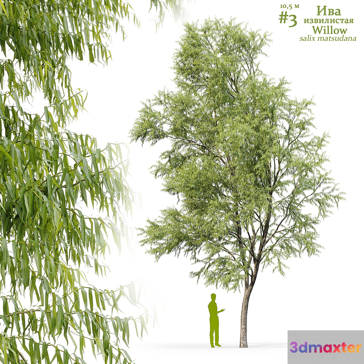 Willow _ Salix matsudana #3 3D Max