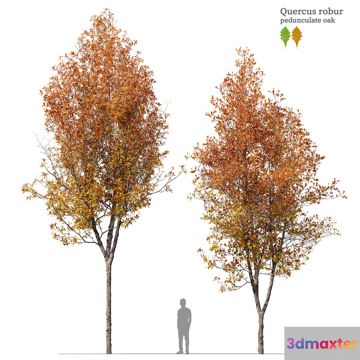Quercus robur - No.2 3D Max