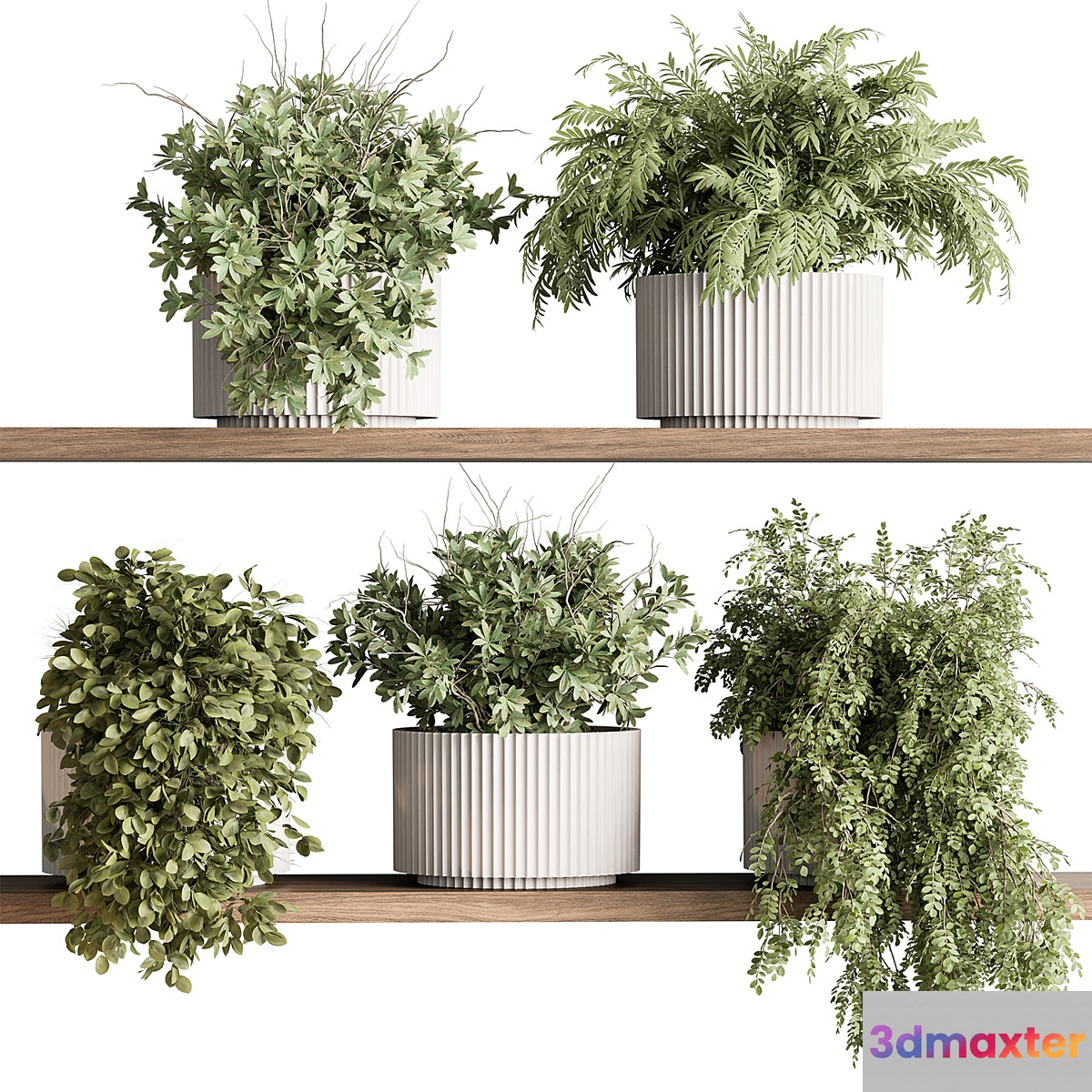 indoor Plant 599 - Hanging Plants 3D Max