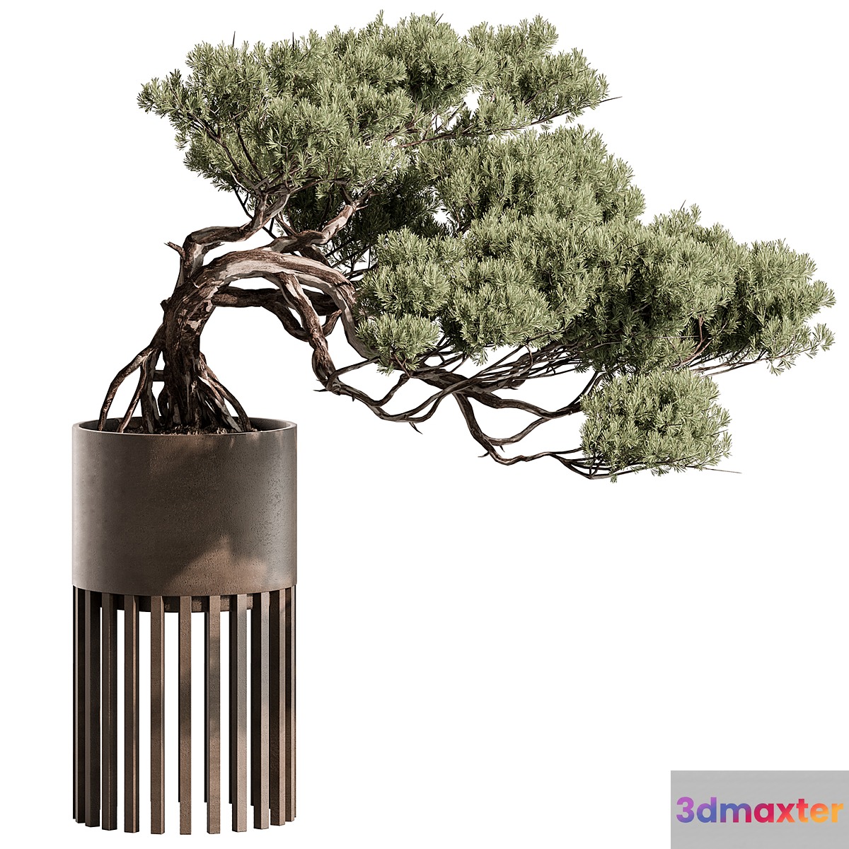 indoor Plant 603 - Bonsai Plant 3D Max