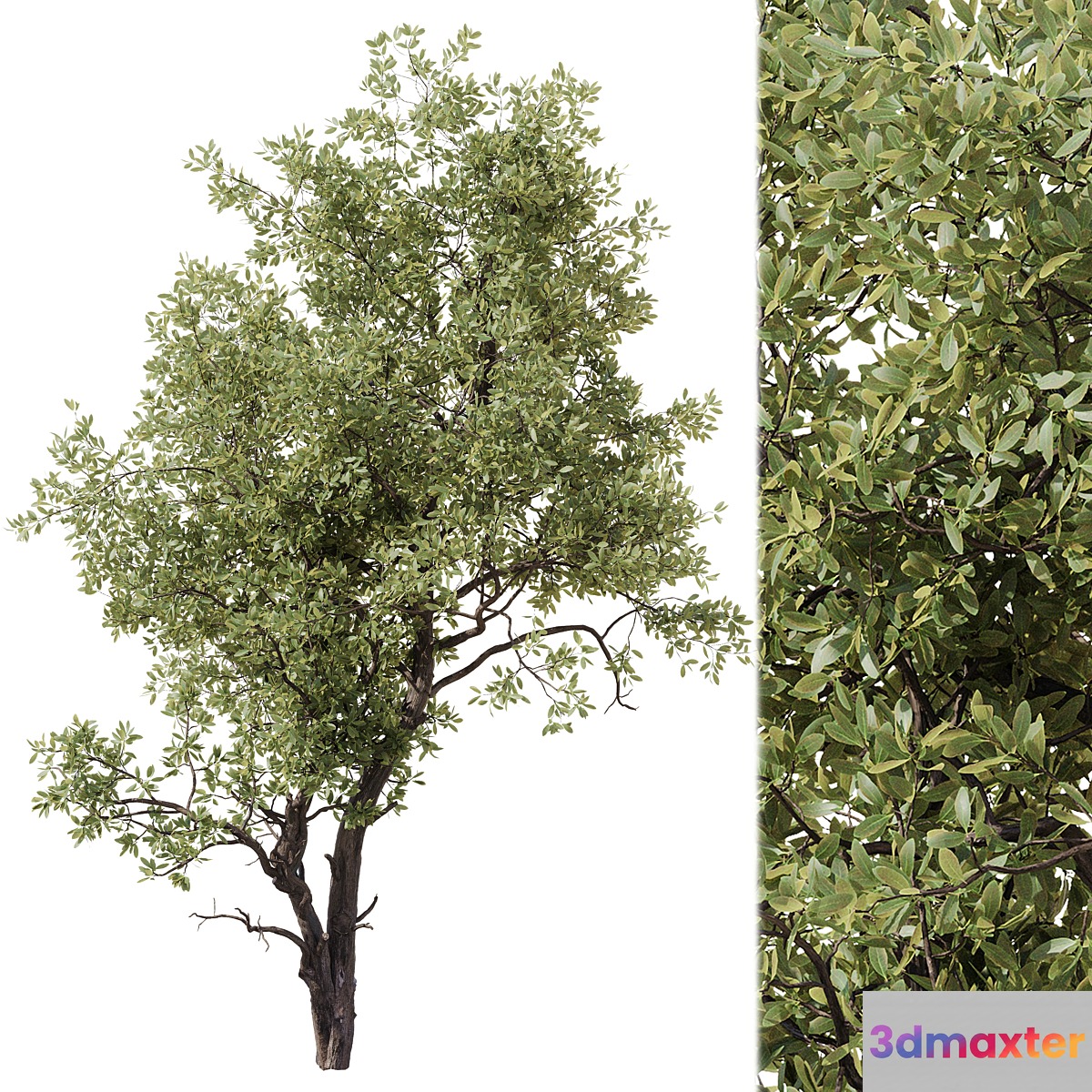 Tree 02 3D Max