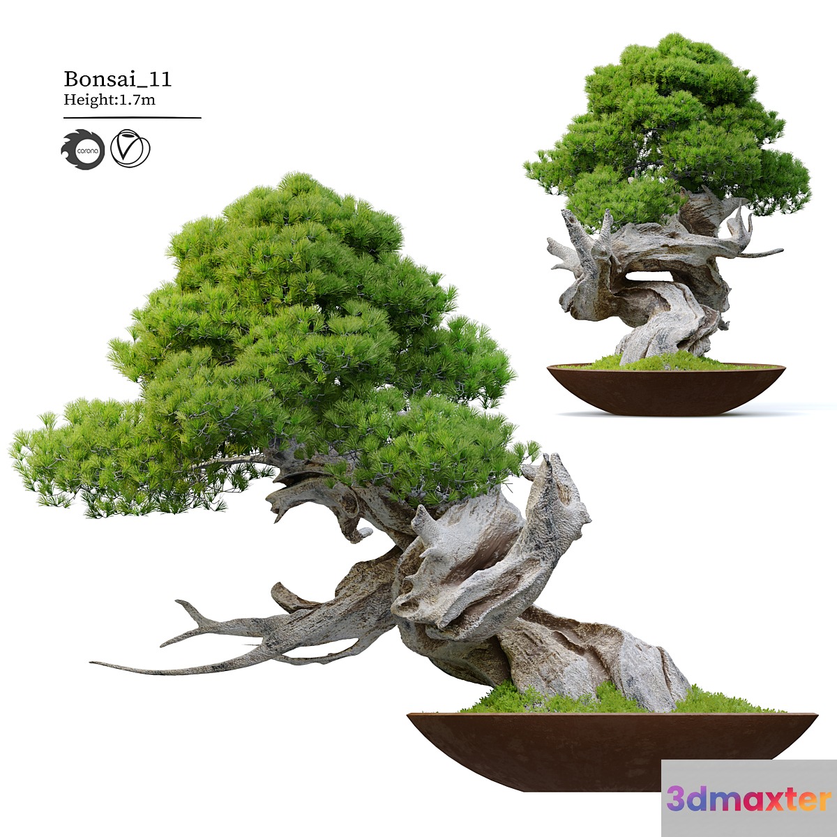 Bonsai plant 11 3D Max