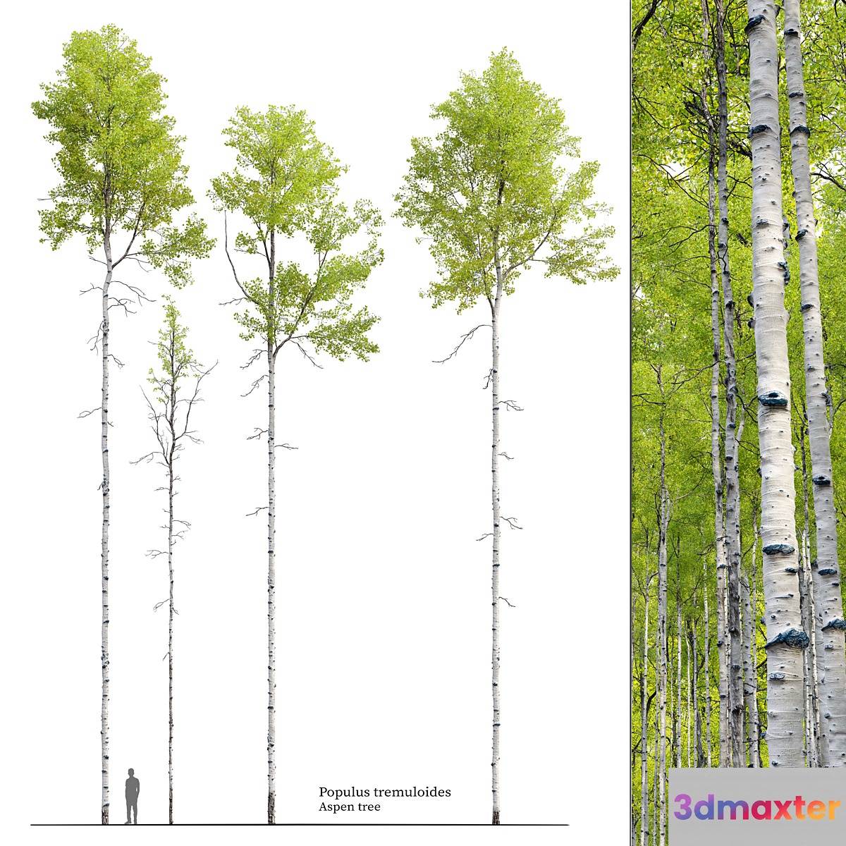 Aspen tree 04 3D Max